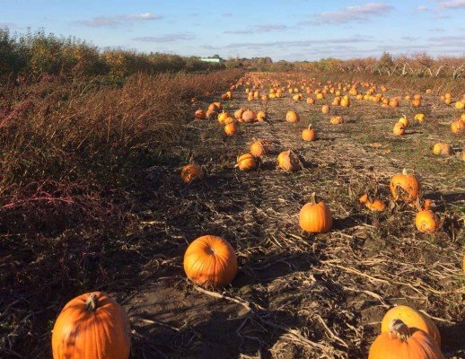 Wasem Pumpkin Patch