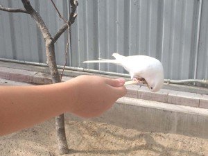 Toledo Zoo Keet Retreat Eating Upside Down