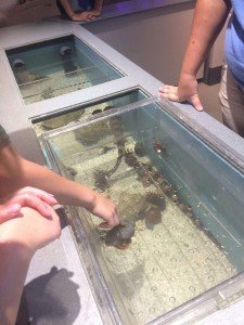 Toledo Zoo New Aquarium Touch Tank