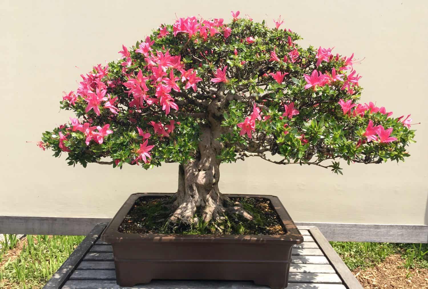 Matthaei Botanical Garden - Bonsai & Penjing Garden