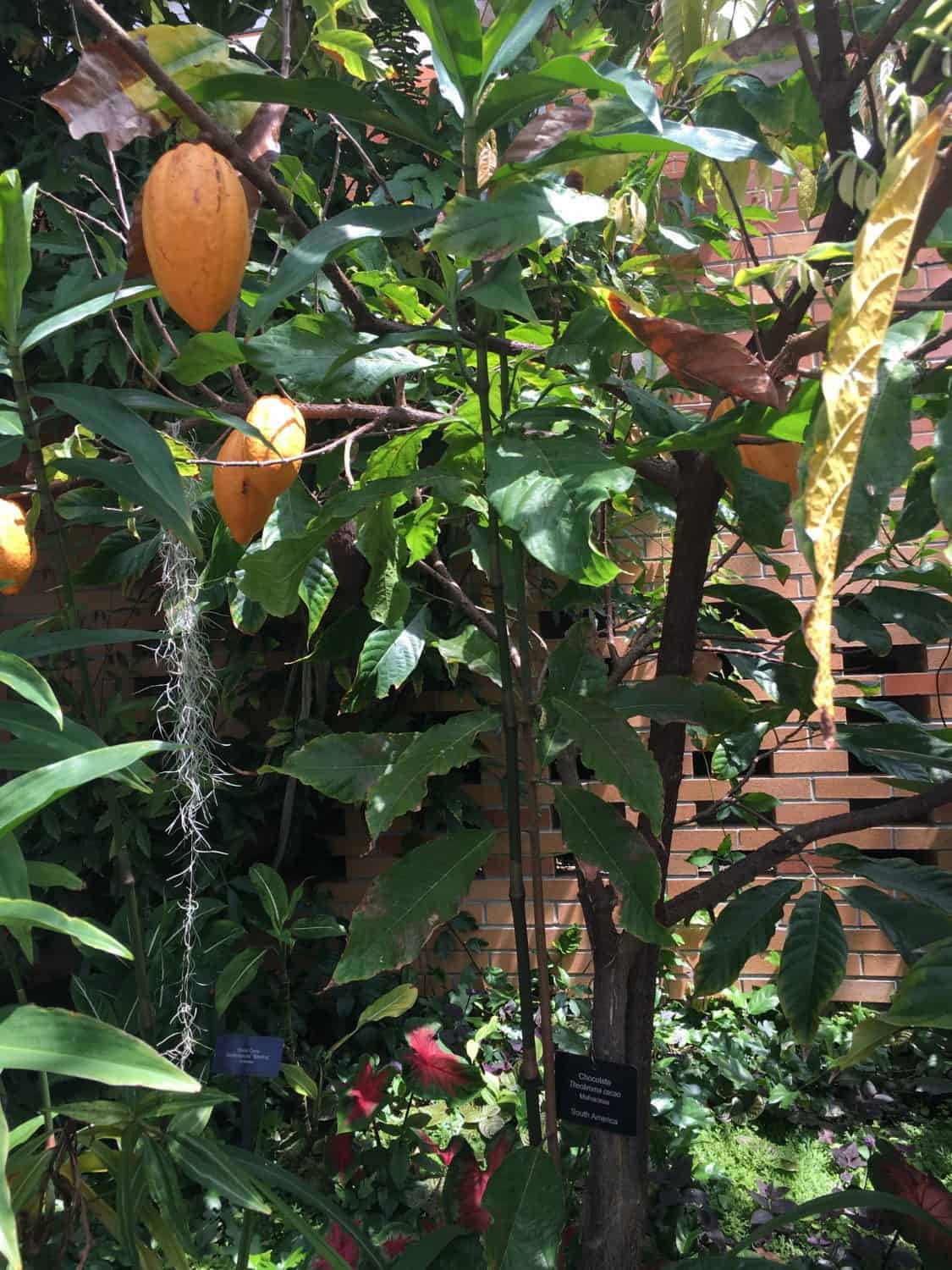 Matthaei Botanical Garden - Conservatory - Chocolate Plant