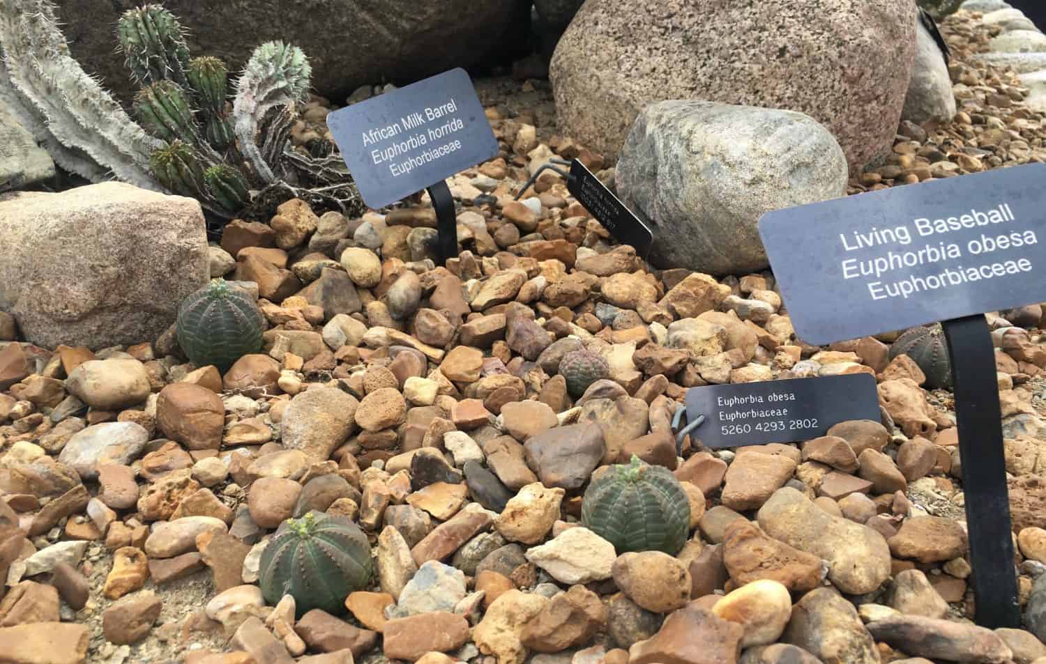 Matthaei Botanical Garden - Conservatory - Living Rocks