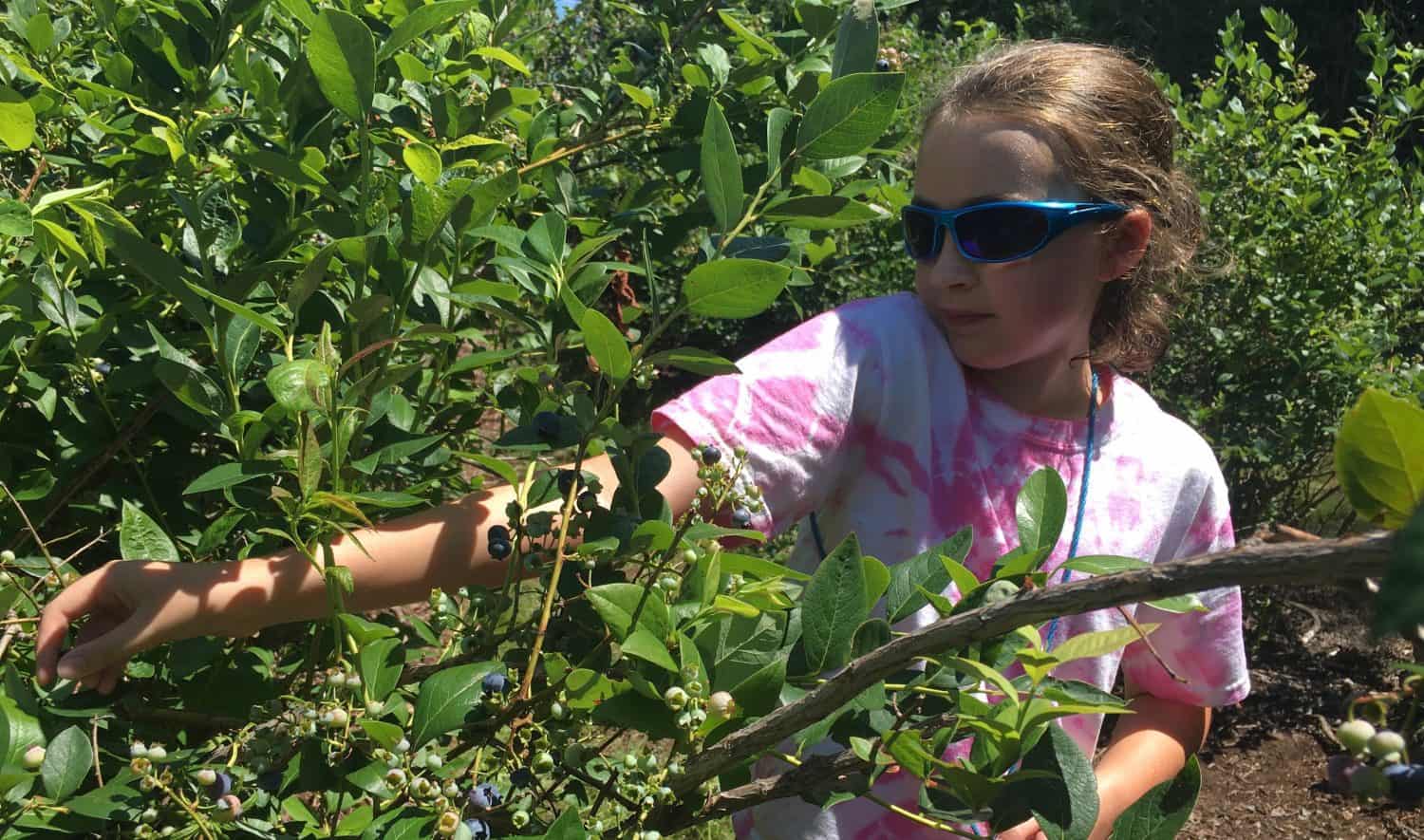 Blueberry Picking at Dexter Blueberry Farm