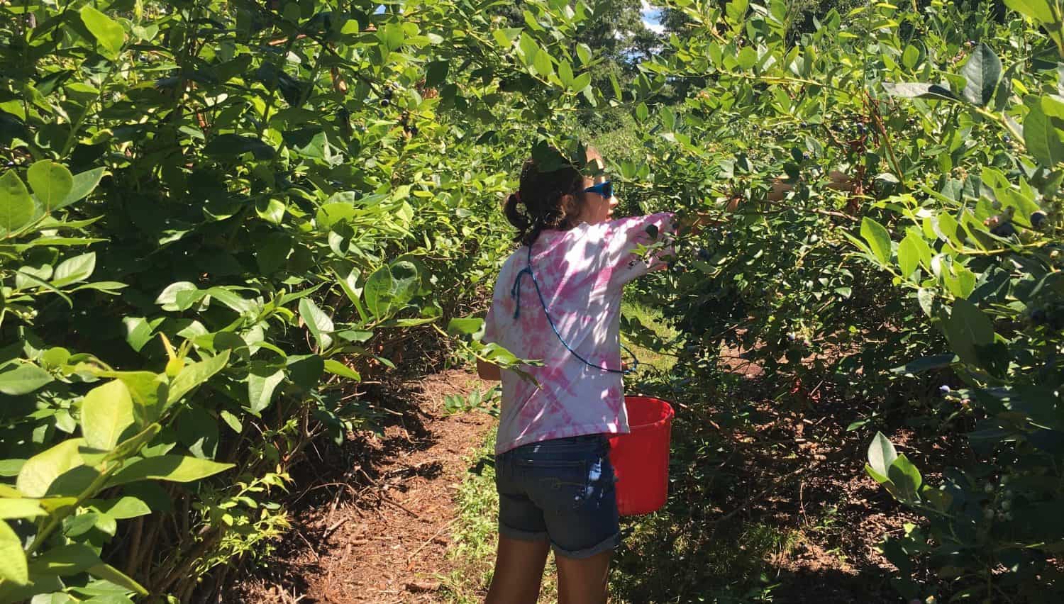 Blueberry Picking at Dexter Blueberry Farm - in the Field