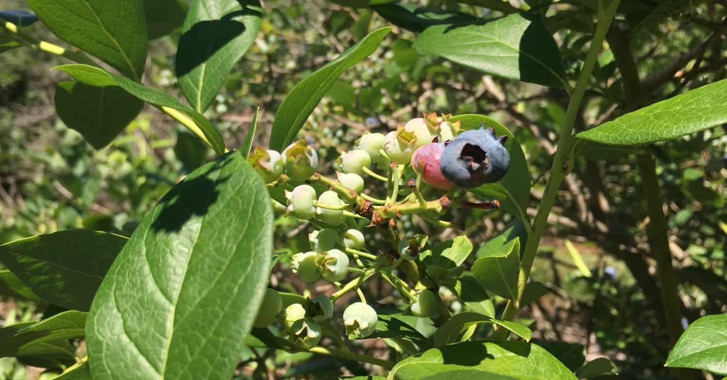 Berry Picking at Dexter Blueberry Farm