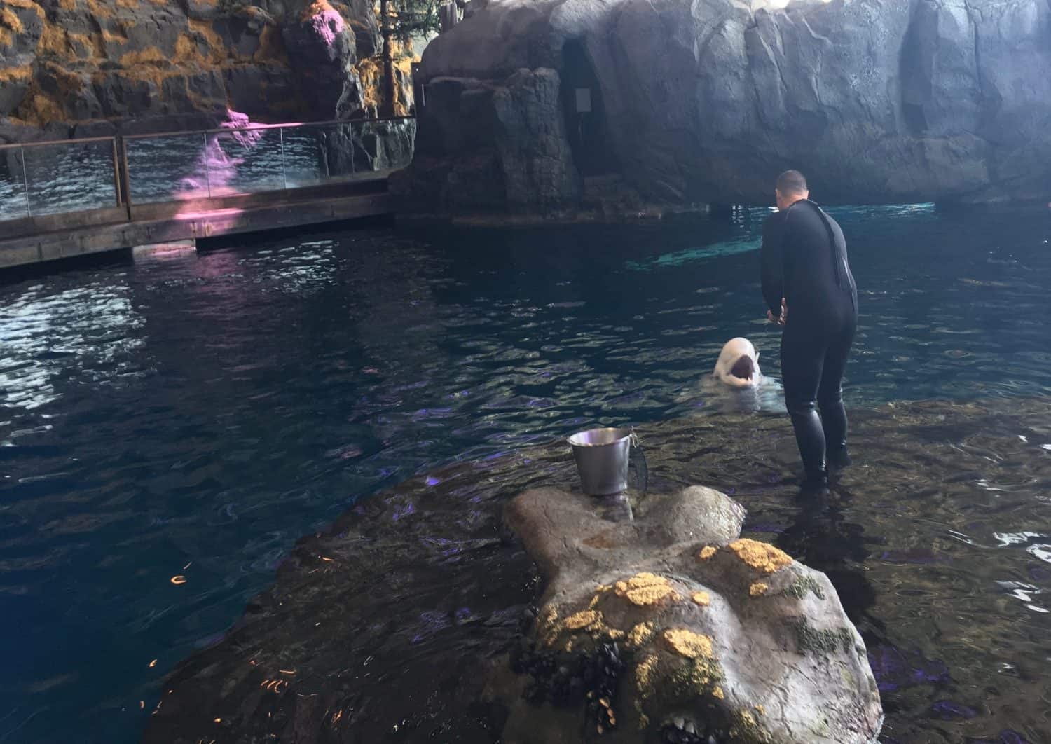 Chicago Trip Report - Shedd Aquarium - Beluga Feeding