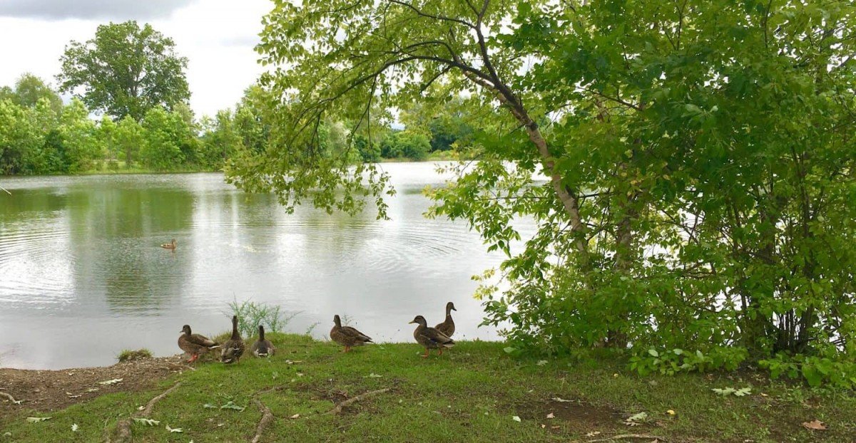 Gallup Park - Ducks
