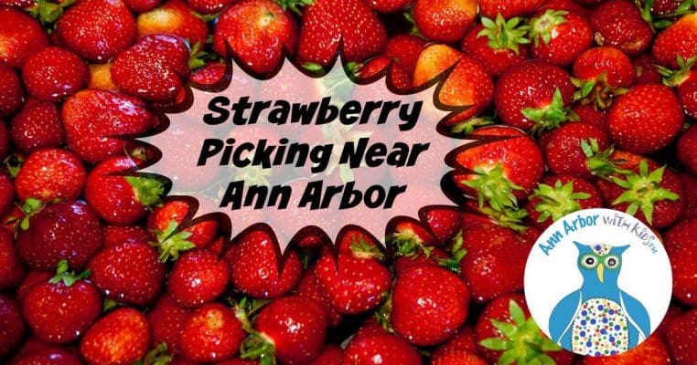 Ann Arbor Strawberry Picking