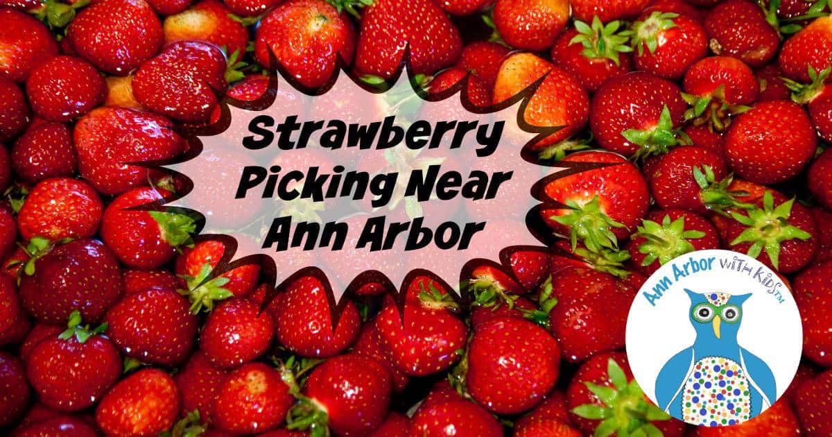 Ann Arbor Strawberry Picking