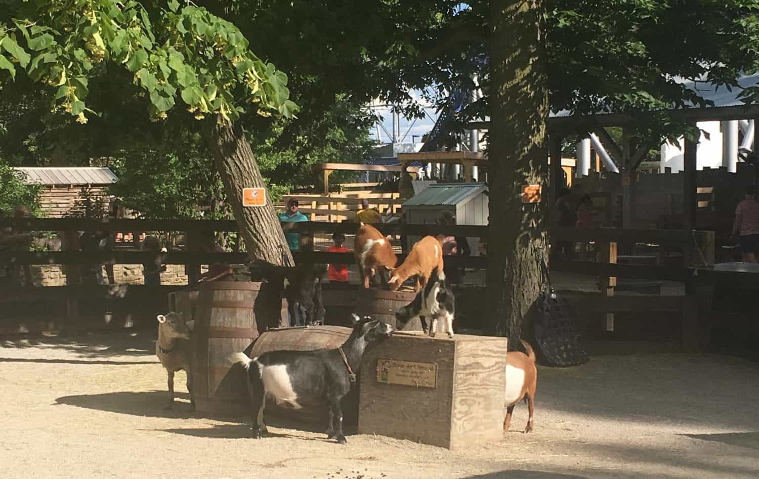 Cedar Point Wednesday Activity Review - Barnyard