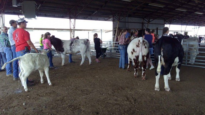 4-H Youth Show - Cows
