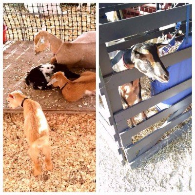 Ann Arbor 4-H County Fair - Goats