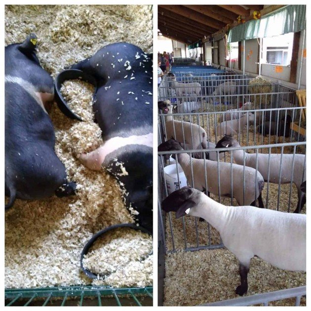 Ann Arbor 4-H County Fair - Pig & Sheep