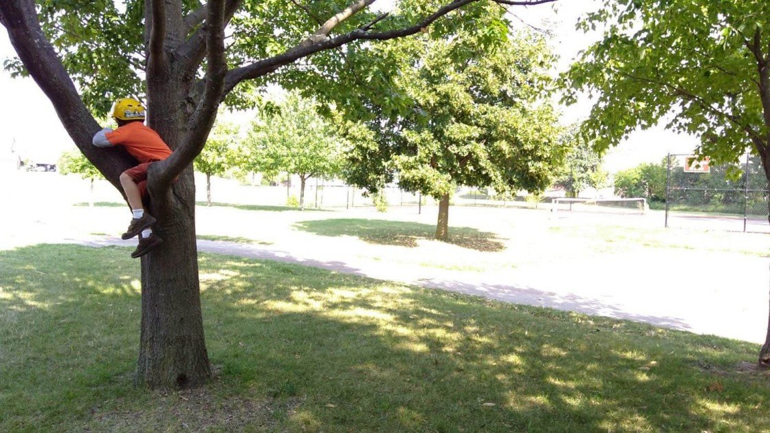 Cranbrook Playground - Climbing Tree