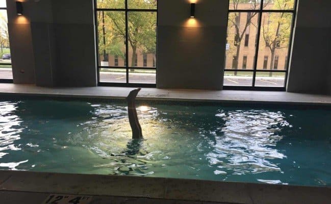 Staycation at Hyatt Place Ann Arbor - Swimming Pool Handstands