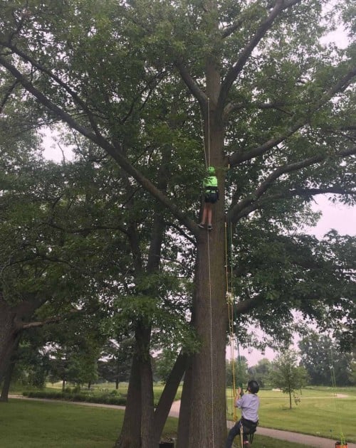 Tuck's Treetop Adventures - First Branch