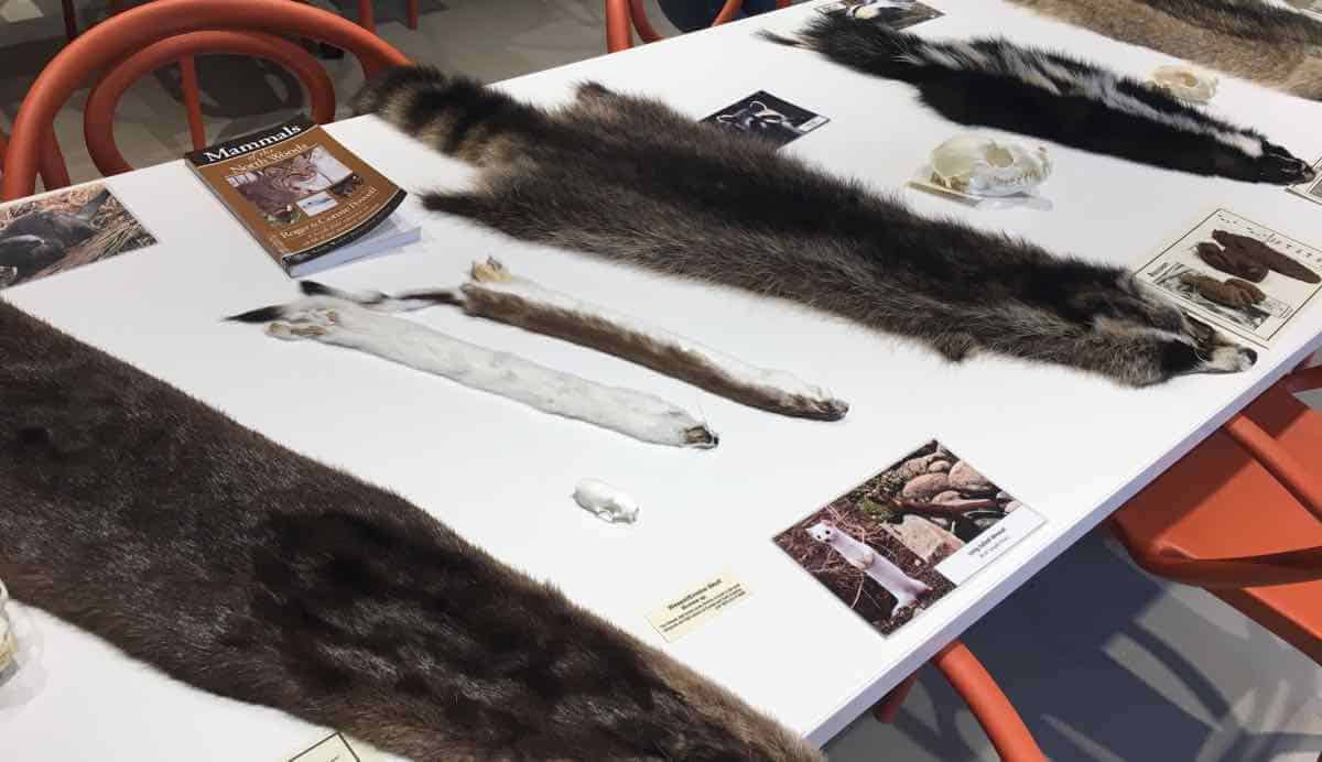 Canopy Walk - Animal Pelts in Forest Classroom - Whiting Forest - Dow Gardens