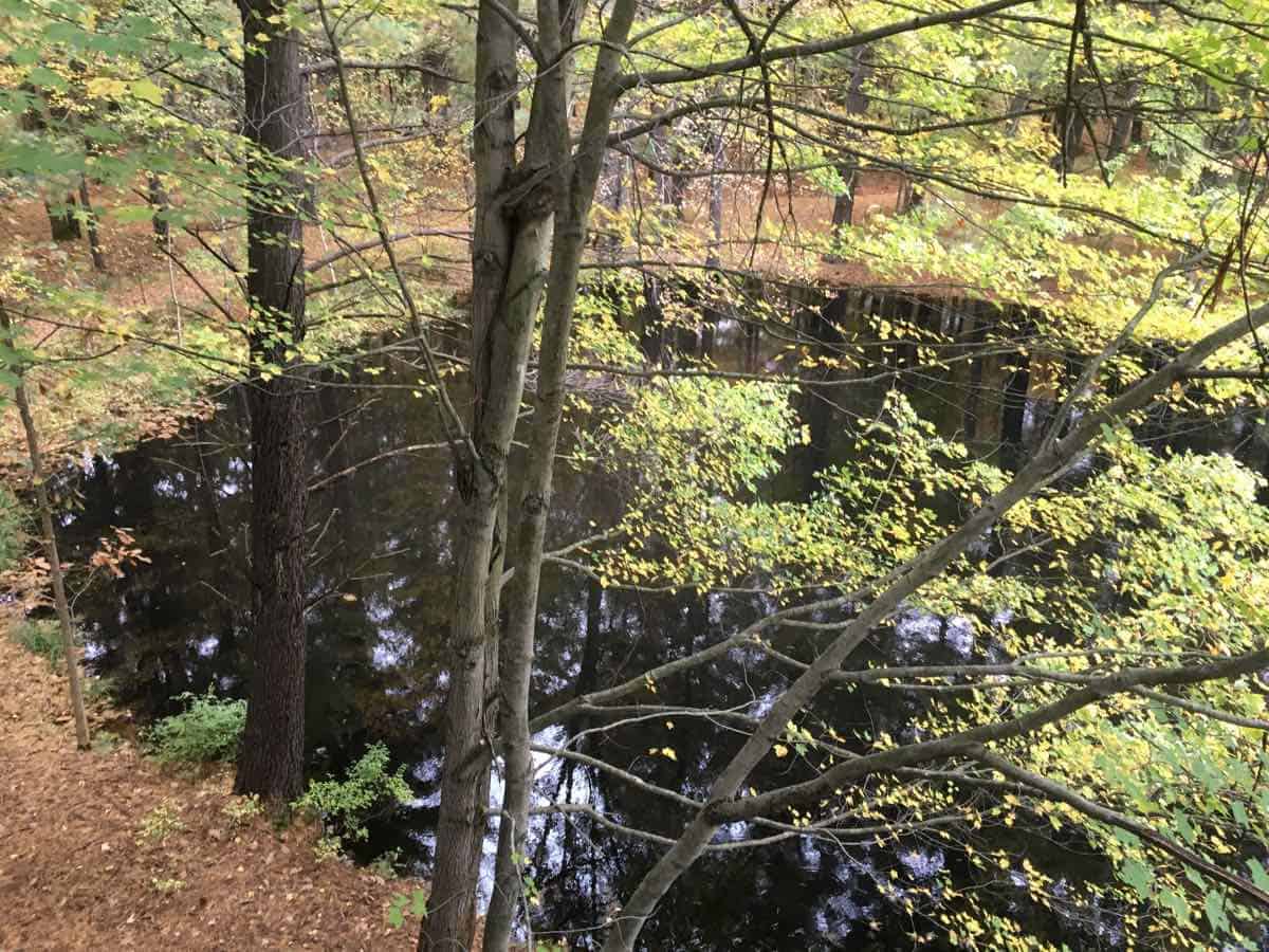 Canopy Walk - Forest Pond View - Whiting Forest - Dow Gardens
