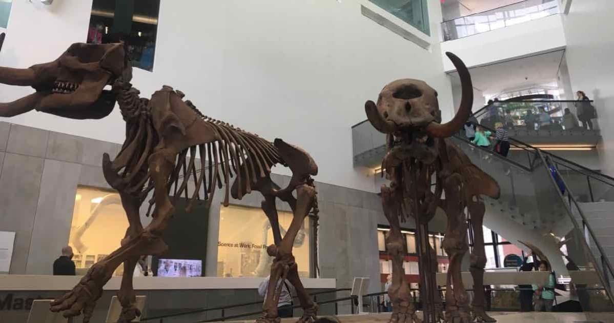University of Michigan Museum of Natural History - Mastodon