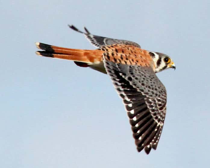 Raptor flying against the sky