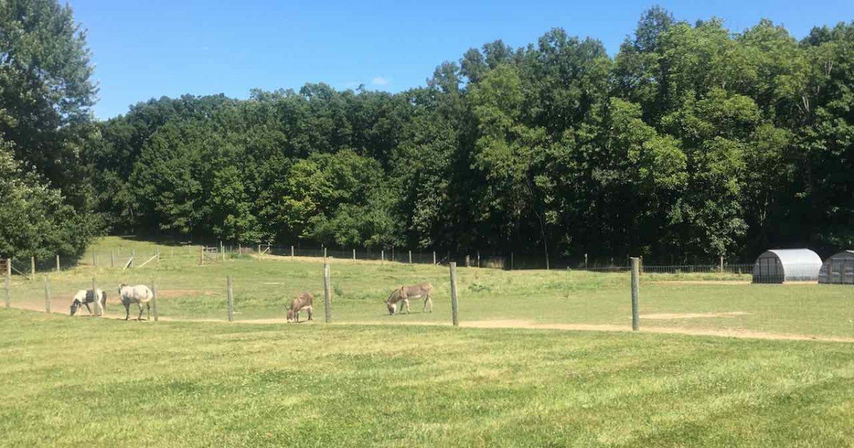 Ann Arbor Animals - Petting Farm at Domino Farms