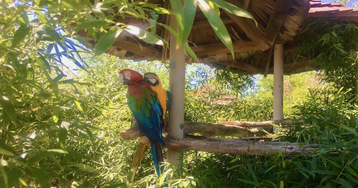Animals in Ann Arbor - Macaws at Creature Conservancy