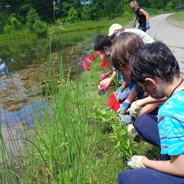 Apple Scouts - children planting water plants along creek.