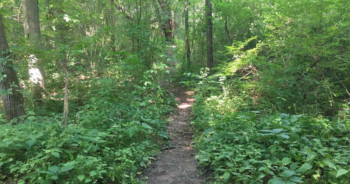 Evergreen Park Nature Walk