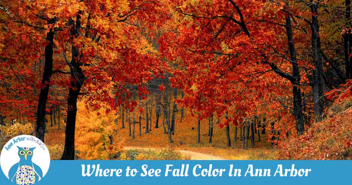 Where to See Fall Color Near Ann Arbor - photo of a path through a forest of trees with leaves in vibrant red, orange, and yellow hues.