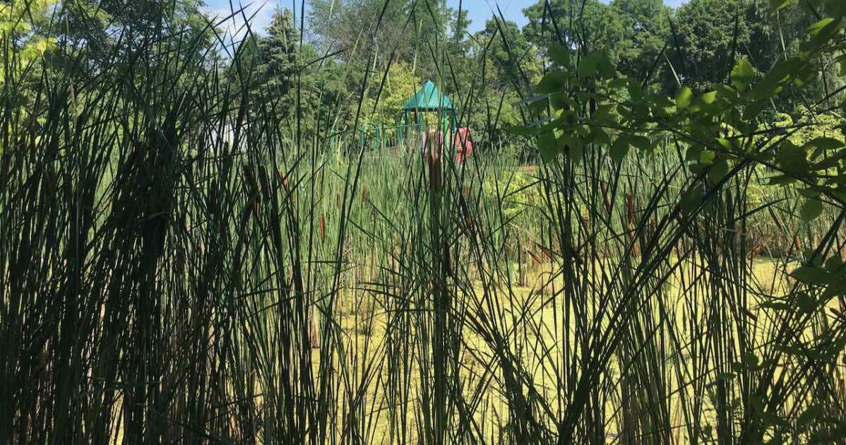Garden Homes Park - Reeds & Swamp in front of structure