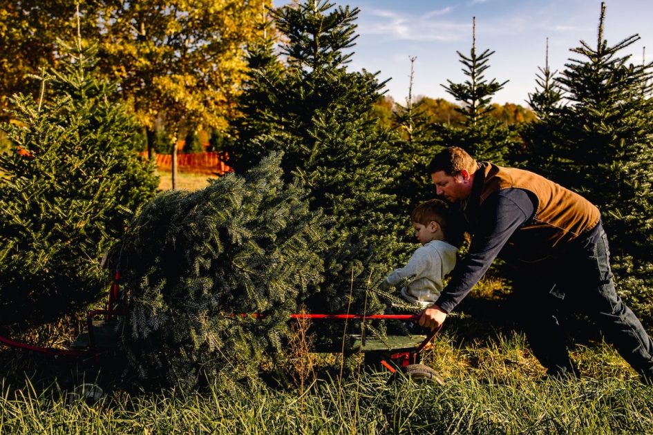 Hillside Christmas Tree Farm - Dad pushes wagon with son and tree