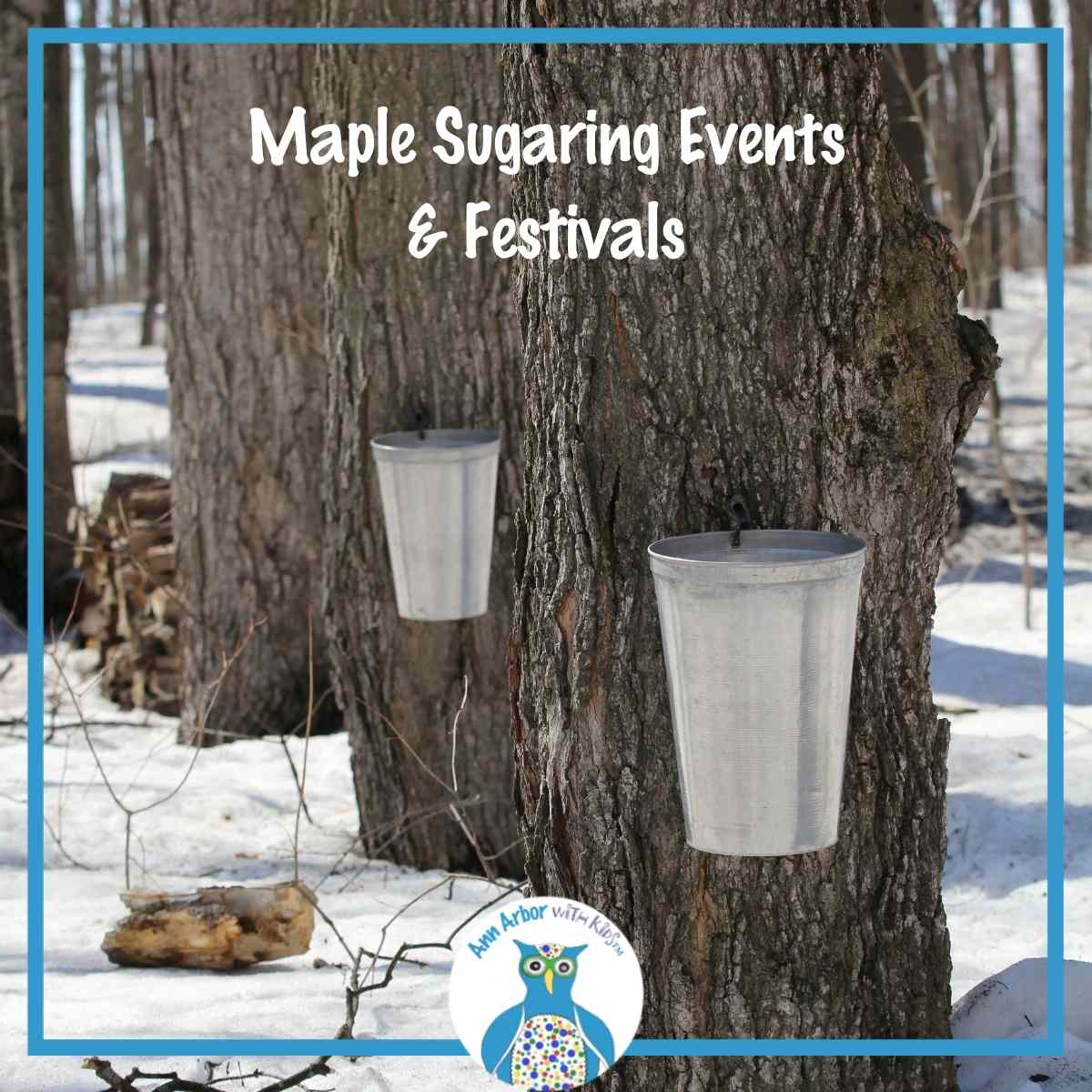 Michigan Maple Sugaring Events & Festivals - buckets attached to maple trees in a snowy woods