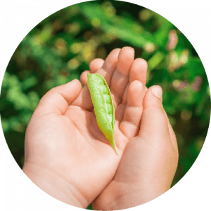 Freshly Picked Peas in hands