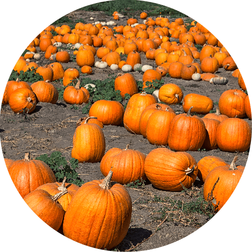 Field of Pumpkins