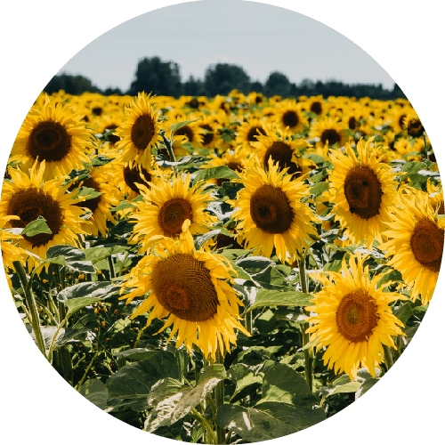 Field of Sunflowers